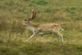 Fallow deer running in long grass Royalty Free Stock Photo