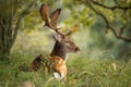 Fallow deer