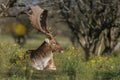 Fallow Deer in Rutting season Royalty Free Stock Photo