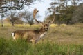 Fallow Deer in Rutting season Royalty Free Stock Photo