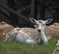 Fallow deer in Sachsen Germany near Papstdorf Royalty Free Stock Photo