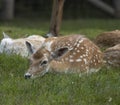 Fallow deer in Sachsen Germany near Papstdorf Royalty Free Stock Photo
