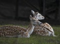 Fallow deer in Sachsen Germany near Papstdorf Royalty Free Stock Photo