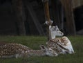 Fallow deer in Sachsen Germany near Papstdorf Royalty Free Stock Photo