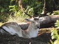 Fallow deer in fern