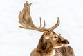 Fallow Deer Side VIew Royalty Free Stock Photo