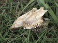 Fallow deer skeleton bones eaten by wold and covered by worms