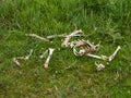 Fallow deer skeleton