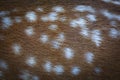 Fallow Deer skin pattern white spot as a background Royalty Free Stock Photo