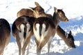 Fallow deer in the snow Royalty Free Stock Photo