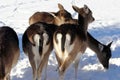 Fallow deer in the snow Royalty Free Stock Photo