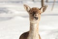 Fallow deer in the snow Royalty Free Stock Photo