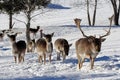 Fallow deer in the snow Royalty Free Stock Photo