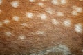 Fallow deer spots on fur