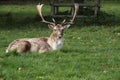 Fallow deer stag Royalty Free Stock Photo