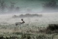 Fallow deer stag in Autumn fog Royalty Free Stock Photo