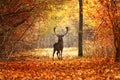 Fallow deer stag in beautiful autumn forest Royalty Free Stock Photo