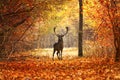 Fallow deer stag in beautiful autumn forest