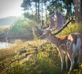 Fallow deer stag on a beautiful summer morning Royalty Free Stock Photo