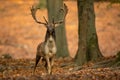 Fallow deer stag with big antlers looking into camera in forest