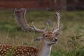 Fallow Deer Stag, at Bradgate Park, Leicestershire Royalty Free Stock Photo