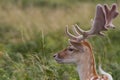 Fallow Deer Stag, at Bradgate Park, Leicestershire Royalty Free Stock Photo