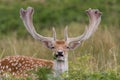 Fallow Deer Stag, at Bradgate Park, Leicestershire Royalty Free Stock Photo