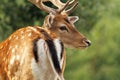 Fallow deer stag close up Royalty Free Stock Photo