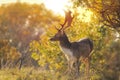 Fallow deer stag Dama Dama Autumn sunset Royalty Free Stock Photo