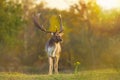 Fallow deer stag Dama Dama Autumn sunset Royalty Free Stock Photo