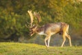 Fallow deer stag Dama Dama Autumn sunset Royalty Free Stock Photo