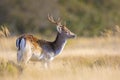 Fallow deer stag, Dama Dama, with big antlers during rutting in Autumn season Royalty Free Stock Photo