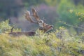 Fallow deer stag, Dama Dama, with big antlers during rutting in Autumn season Royalty Free Stock Photo