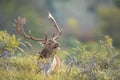 Fallow deer stag, Dama Dama, with big antlers during rutting in Autumn season Royalty Free Stock Photo