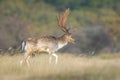 Fallow deer stag, Dama Dama, with big antlers during rutting in Autumn season Royalty Free Stock Photo