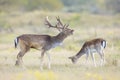 Fallow deer stag, Dama Dama, with big antlers during rutting in Autumn season Royalty Free Stock Photo