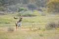 Fallow deer stag, Dama Dama, with big antlers during rutting in Autumn season Royalty Free Stock Photo