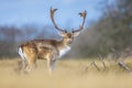 Fallow deer stag, Dama Dama, with big antlers during rutting in Autumn season Royalty Free Stock Photo