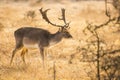 Fallow deer stag Royalty Free Stock Photo