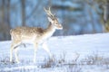 Fallow deer stag Dama Dama foraging in Winter forest snow Royalty Free Stock Photo