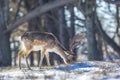 Fallow deer stag Dama Dama foraging in Winter forest snow Royalty Free Stock Photo