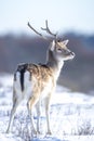 Fallow deer stag Dama Dama foraging in Winter forest snow Royalty Free Stock Photo