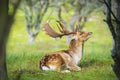 Fallow deer stag Dama Dama in a forest Royalty Free Stock Photo
