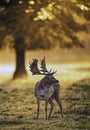 Fallow deer stag in the early morning light Royalty Free Stock Photo