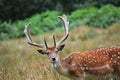 Fallow deer Stag Royalty Free Stock Photo