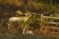 Fallow deer stag and hind in Bradgate Park. Early evening