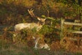 Fallow deer stag and hind in Bradgate Park