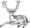 Fallow Deer Stag