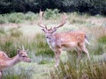 Fallow Deer Stag Royalty Free Stock Photo