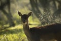Fallow deer stag rutting in Autumn Royalty Free Stock Photo